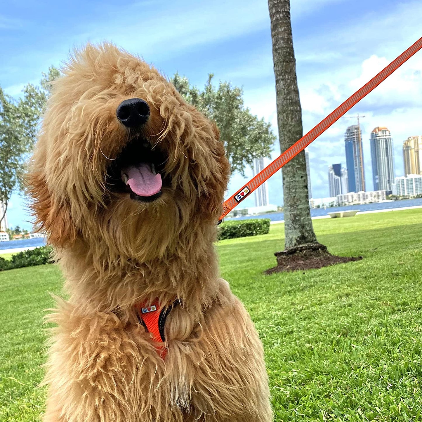 Pawtitas Pet Leash - Comfortable Heavy Duty Reflective Dog Leash | 6 Foot Orange, Highly Visible Threads