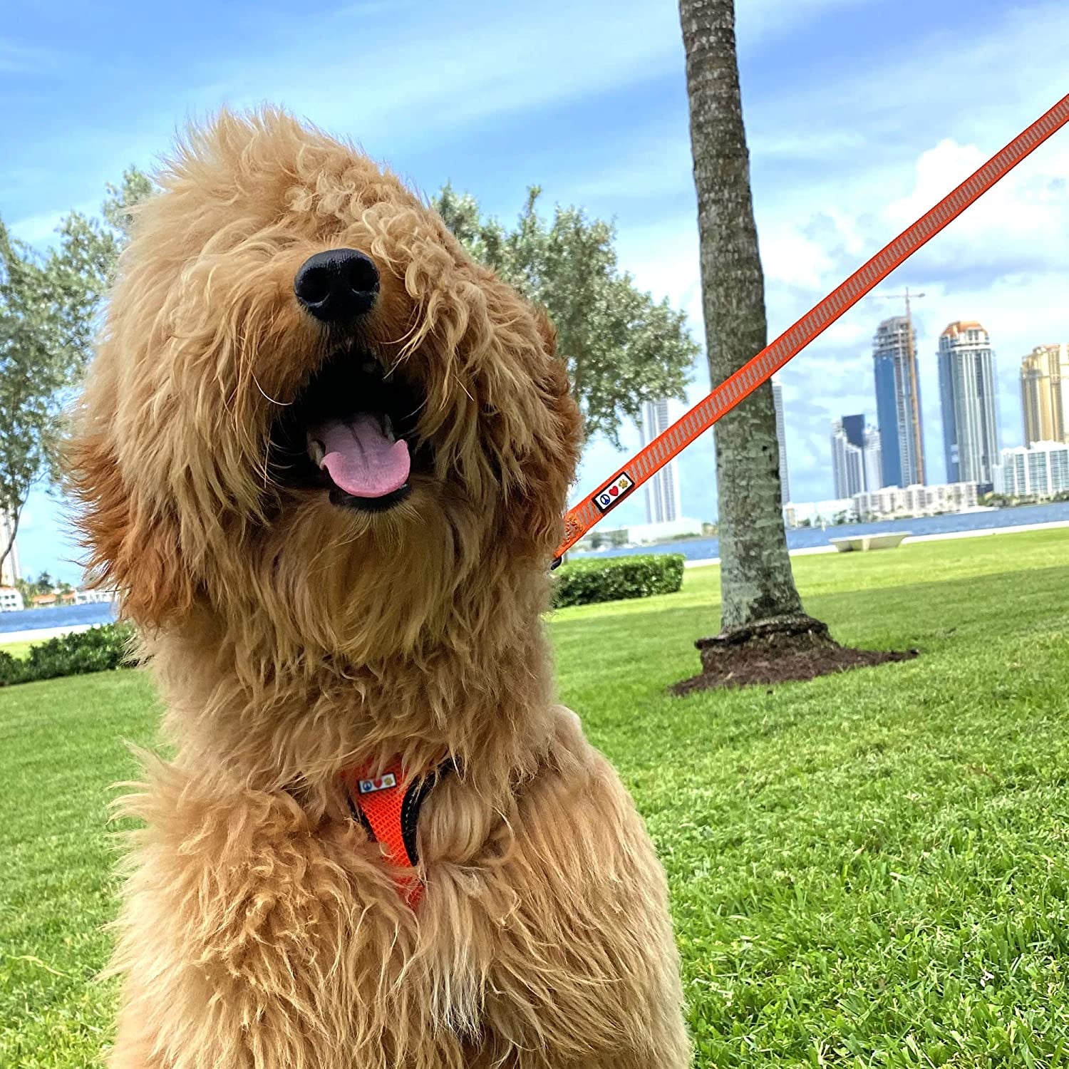 Pawtitas Pet Leash - Comfortable Heavy Duty Reflective Dog Leash | 6 Foot Orange, Highly Visible Threads
