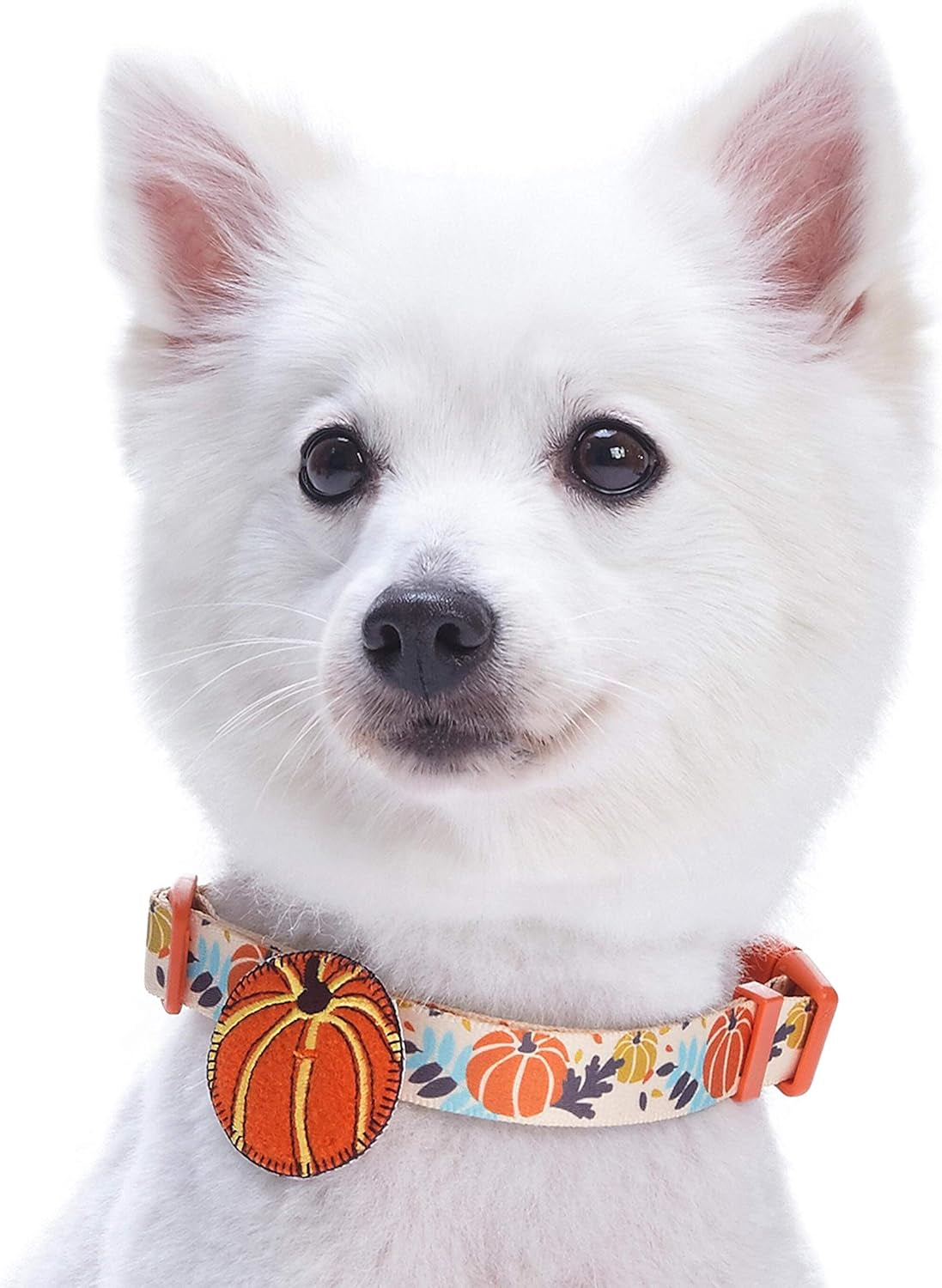 Blueberry Pet Thanksgiving Dog Collar - Adjustable Fall Pumpkin Puppy Collar for Small Dogs, Medium 14.5"-20" - Perfect for Holiday Enthusiasts & Family Photos - Seasonal Dog Collars