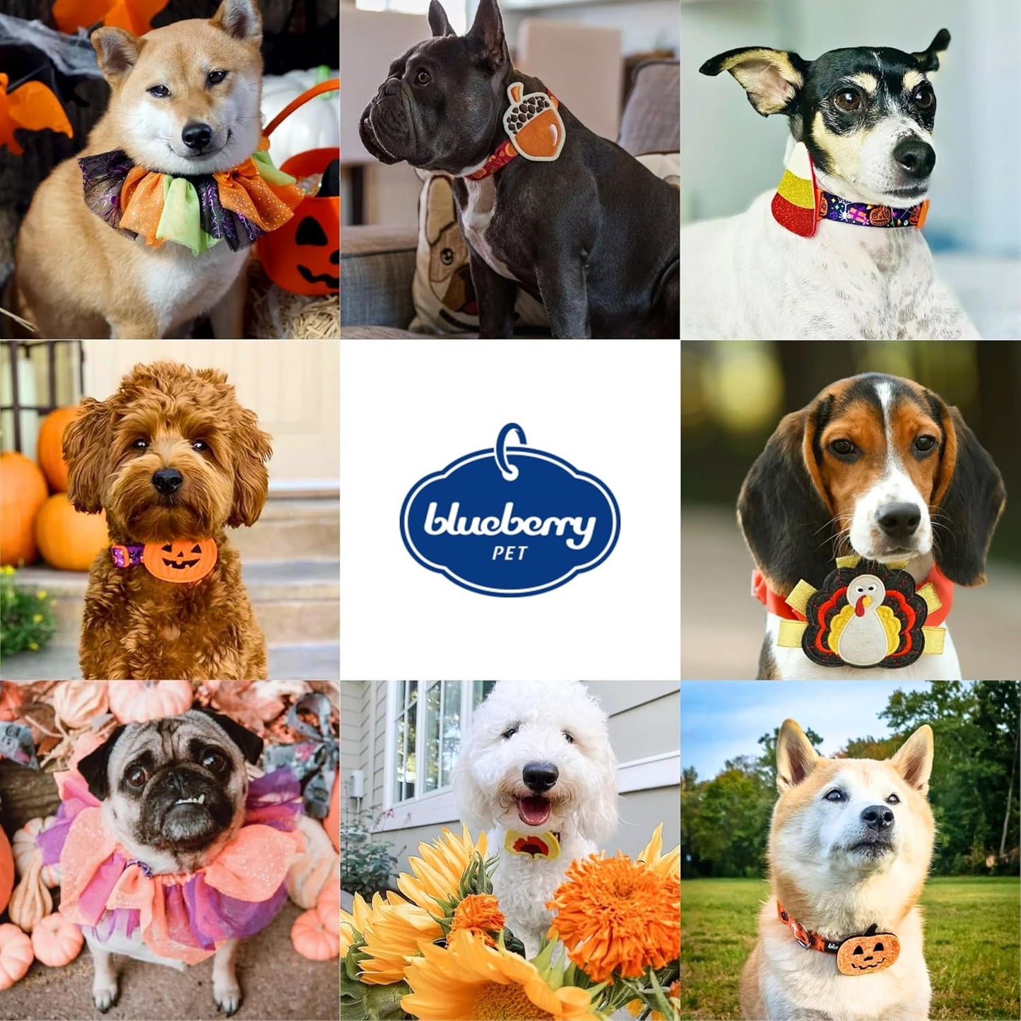 Blueberry Pet Thanksgiving Dog Collar - Adjustable Fall Pumpkin Puppy Collar for Small Dogs, Medium 14.5"-20" - Perfect for Holiday Enthusiasts & Family Photos - Seasonal Dog Collars