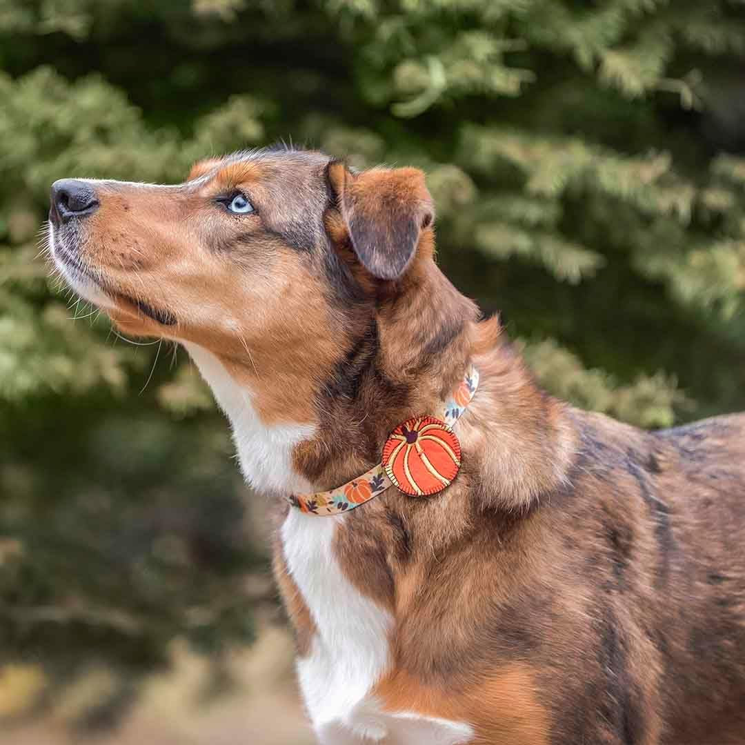 Blueberry Pet Thanksgiving Dog Collar - Adjustable Fall Pumpkin Puppy Collar for Small Dogs, Medium 14.5"-20" - Perfect for Holiday Enthusiasts & Family Photos - Seasonal Dog Collars