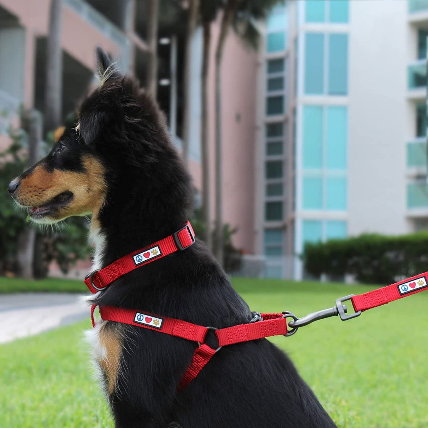 Pawtitas Dog Collar for Large Dogs Adjustable Dog Collar Heavy Duty Waterproof Collars for Dogs with Quick-Release Buckle - Lush Green Dog Collar for Large Breeds