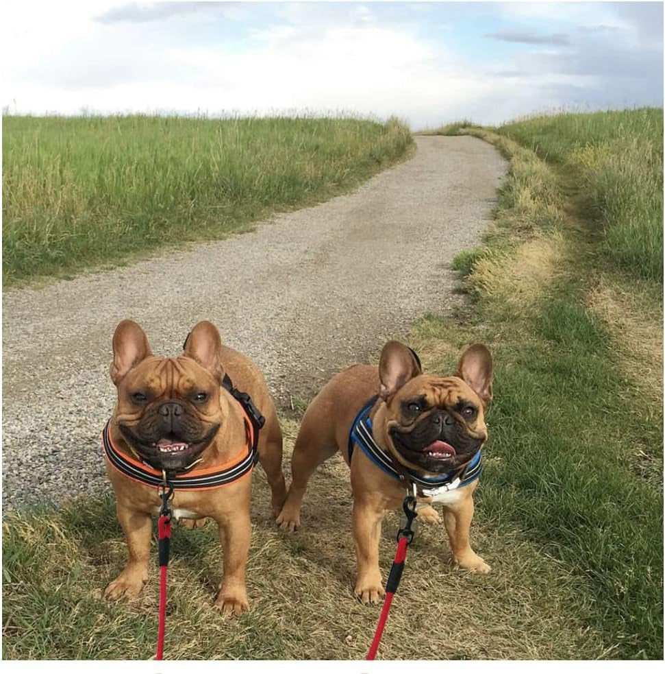 Maypaw Double Dog Leash, Rope 2 Dog Dual Leash 360° Swivel No Tangle Coupler 2 Dogs Leash