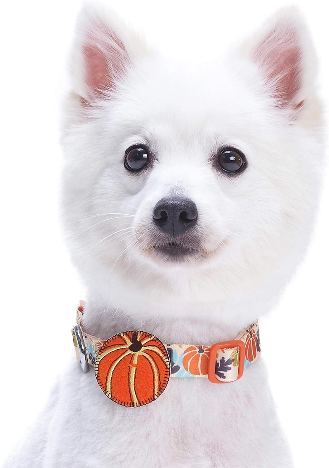 Blueberry Pet Thanksgiving Dog Collar - Adjustable Fall Pumpkin Puppy Collar for Small Dogs, Medium 14.5"-20" - Perfect for Holiday Enthusiasts & Family Photos - Seasonal Dog Collars